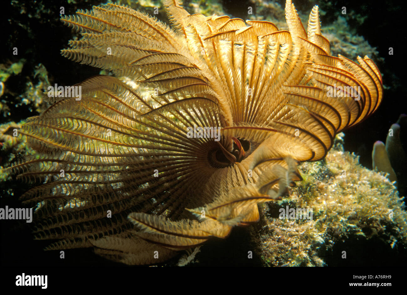 A Fan worm (Sabellastarte sanctijosephi) swirling in the current in the Red Sea. Stock Photo