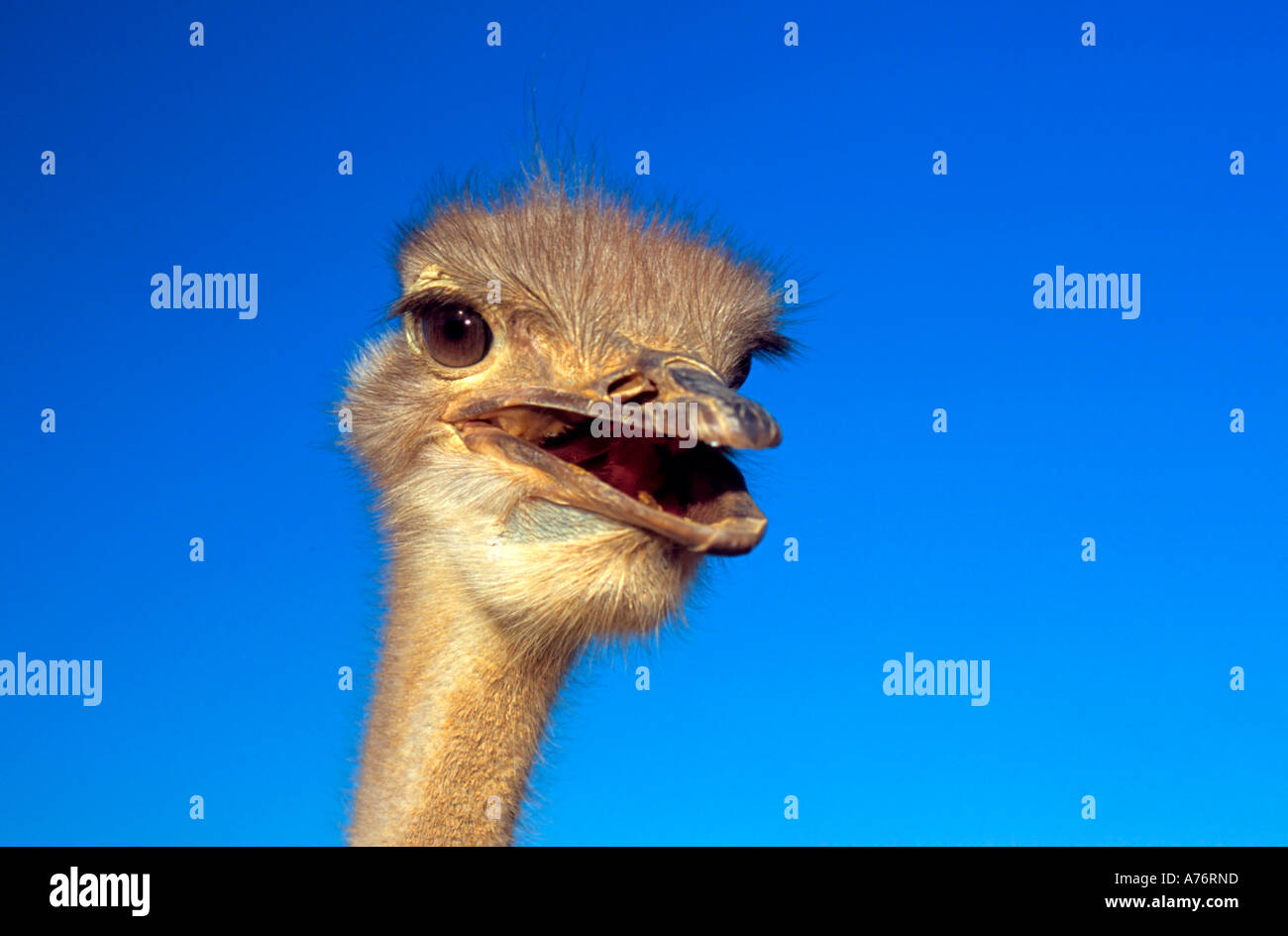 Close up of an ostrich (Struthio camelus) head against a bright blue sky. Stock Photo