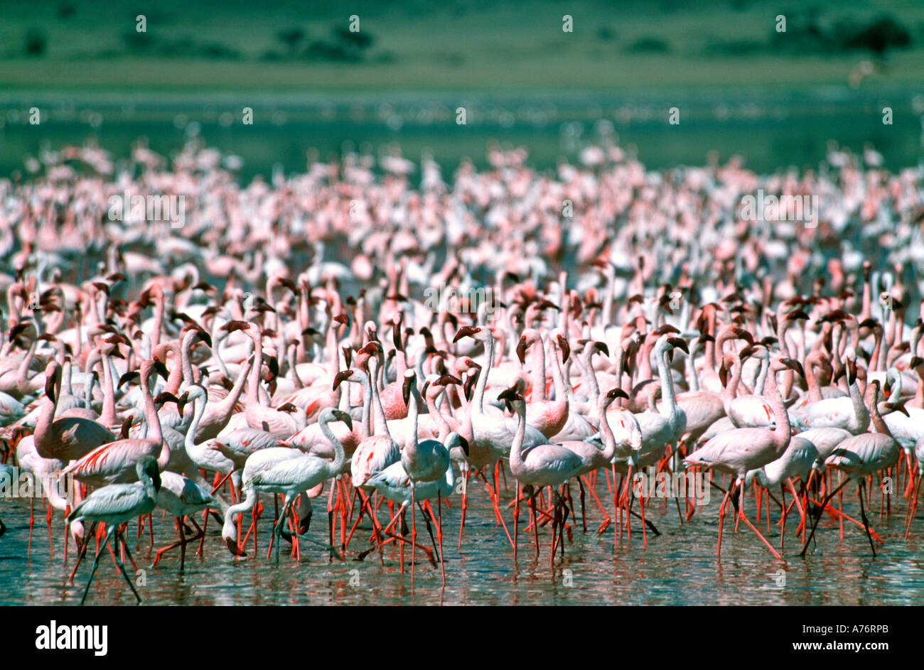 Compressed perspective view of a large flock of pink Lesser flamingoes (Phoenicopterus minor) feeding off the algae at a lake. Stock Photo