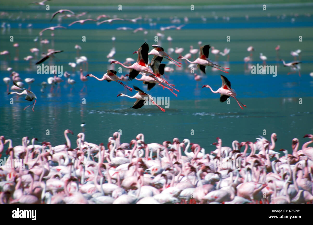 A large flock of Lesser flamingoes (Phoenicopterus minor) feeding off the algae in the lake with some birds in flight above. Stock Photo