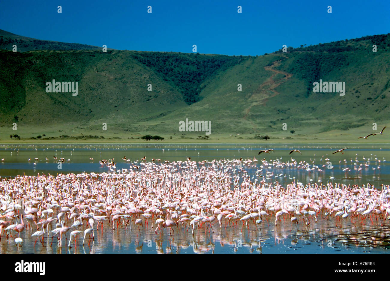 A wide angle view of a large flock of Lesser flamingoes (Phoenicopterus minor) feeding off the algae at a lake. Stock Photo