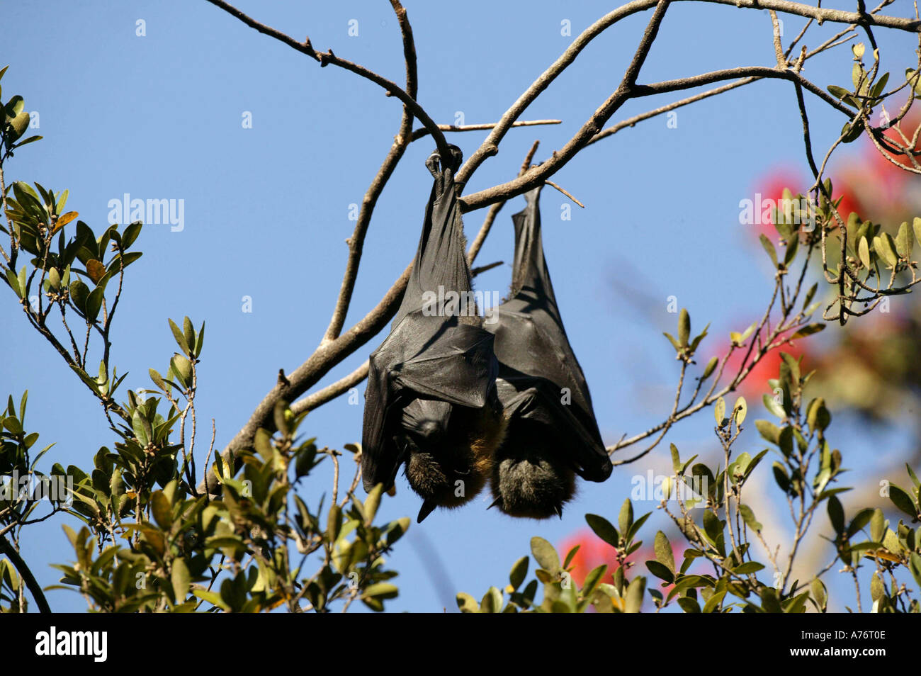 Grey Headed Flying Fox Fruit Bat Royal Botanical Gardens Sydney Australia  Photo by Barry Bland Stock Photo - Alamy