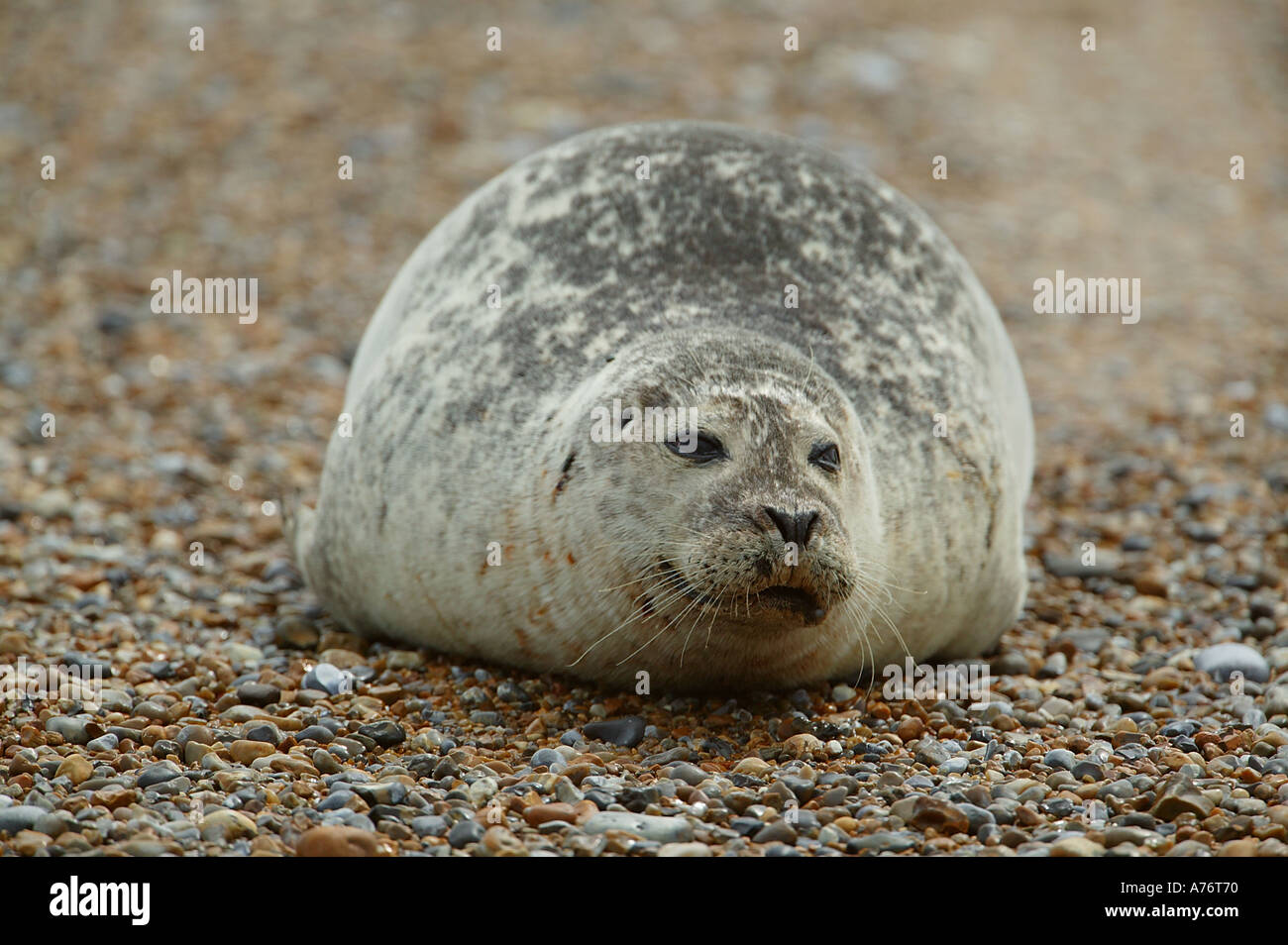 The great seal hi-res stock photography and images - Alamy