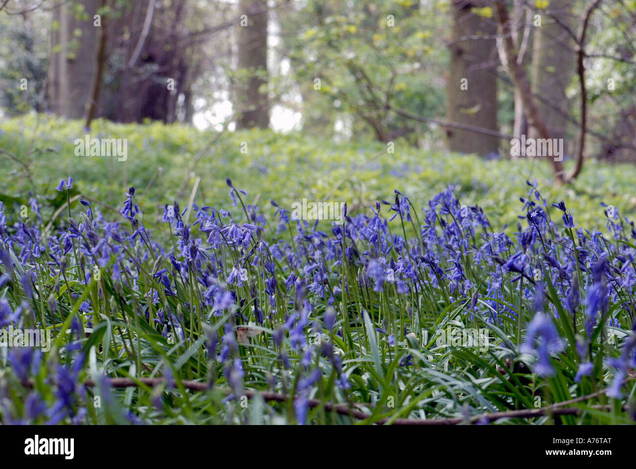 Bluebells in woodland in The Oxford University Arboretum at Stanton Harcourt Stock Photo