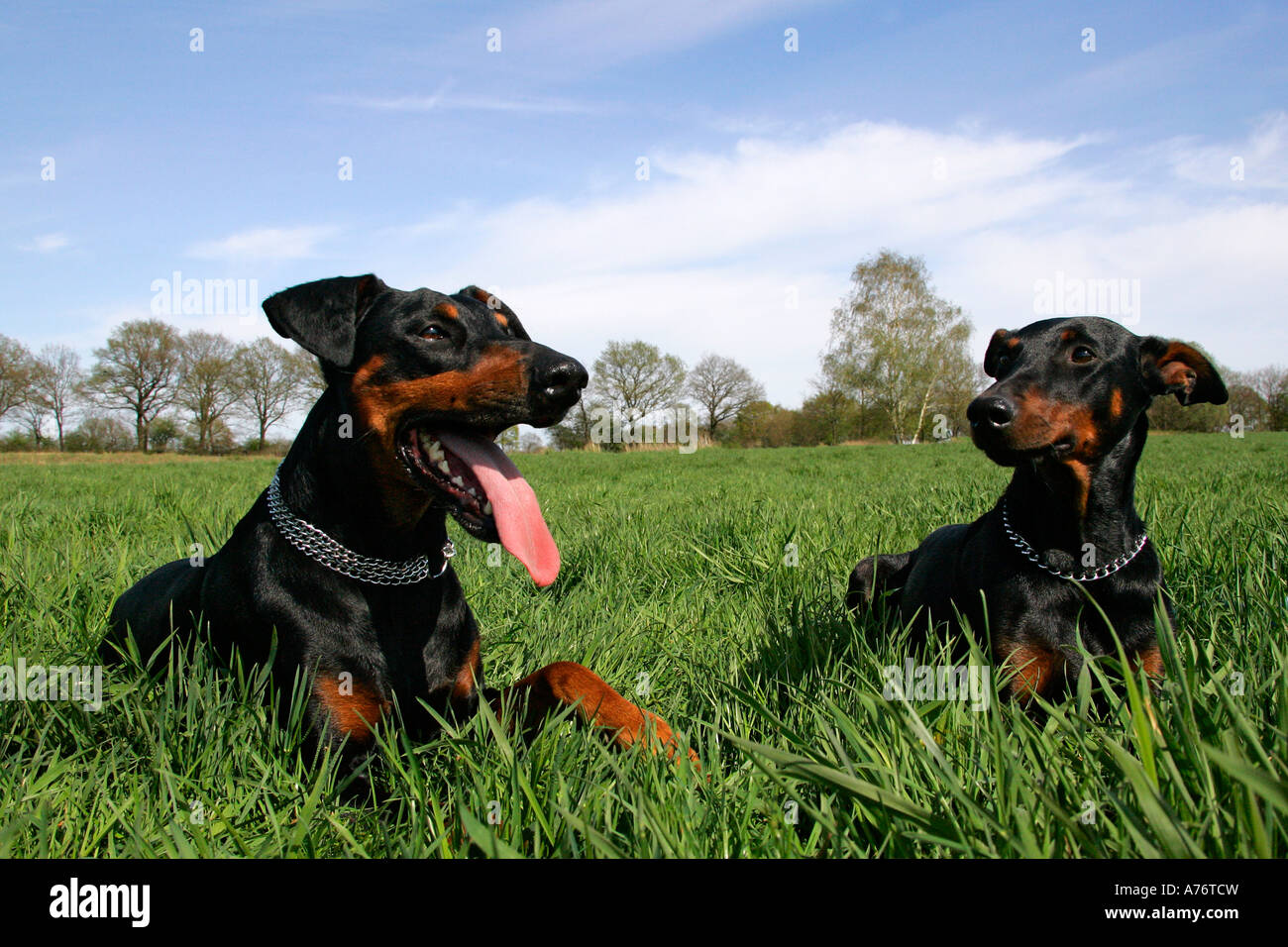 Pair of doberman pinschers - doberman - male (left and female - domestic dogs Stock Photo