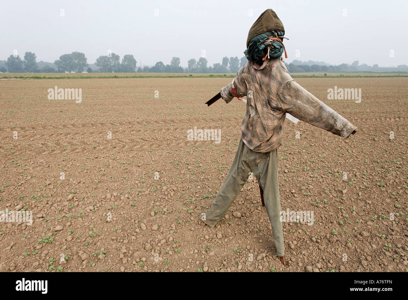 Scarecrow stands in the fields, autumn, Lower Rhine, NRW, Germany Stock Photo