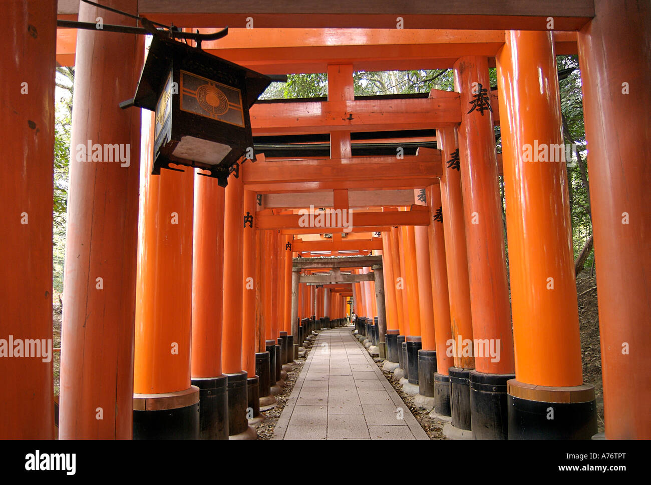 Orange laquered Torii gates at Fushimi Inari Taisha shrine in Kyoto ...