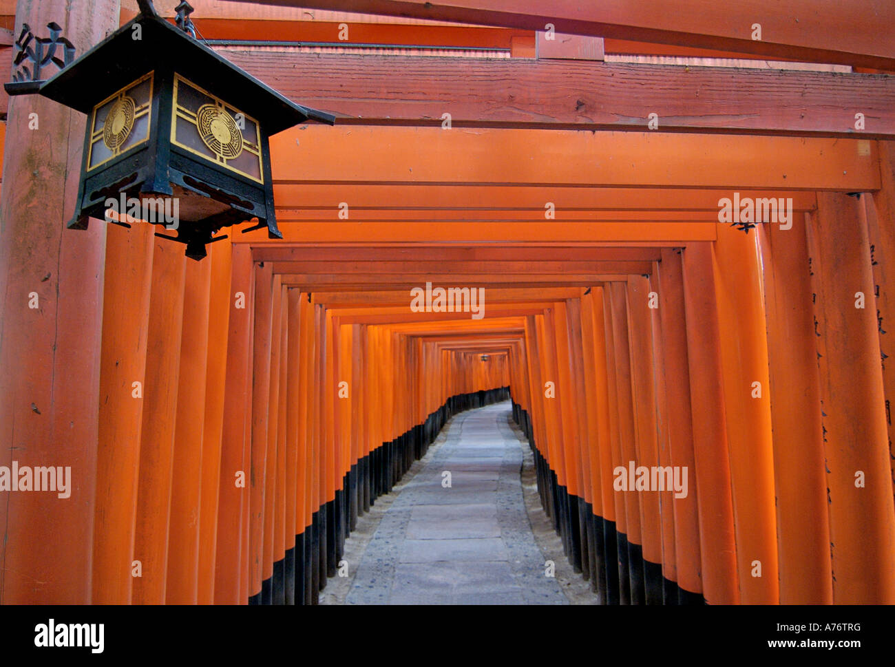 Orange laquered Torii gates at Fushimi Inari Taisha shrine in Kyoto ...