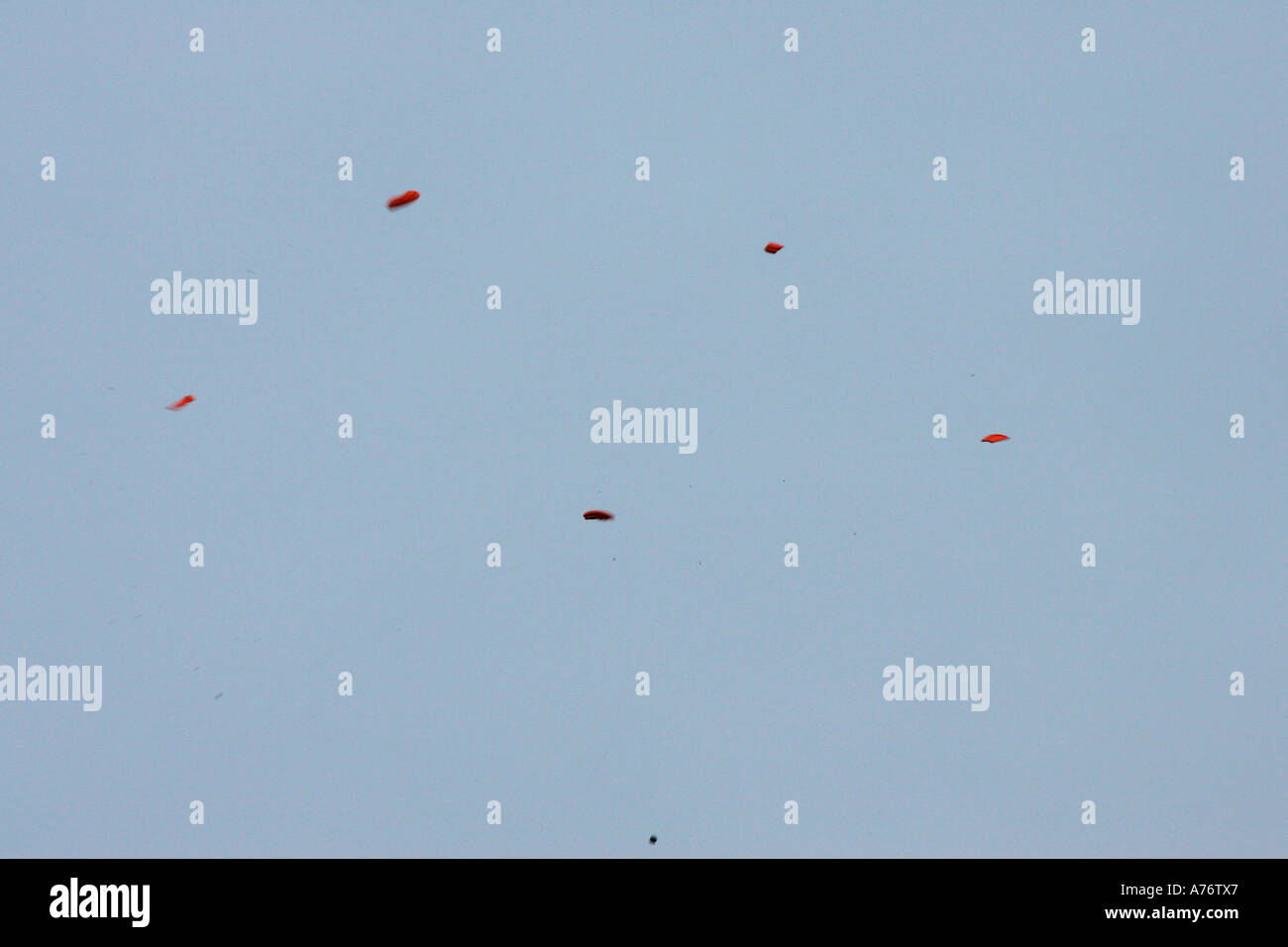 clay pigeon exploding in the sky on december shooting day county antrim ...