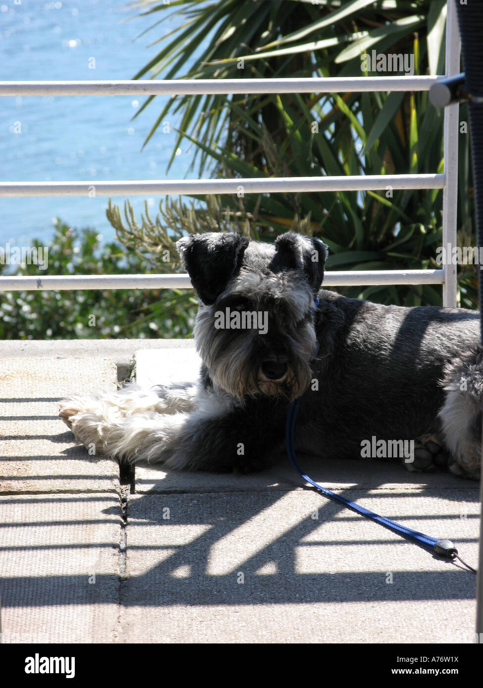 Schnauser dog lying down on a terrace in the sun at Tresanton St Mawes Cornwall England Stock Photo