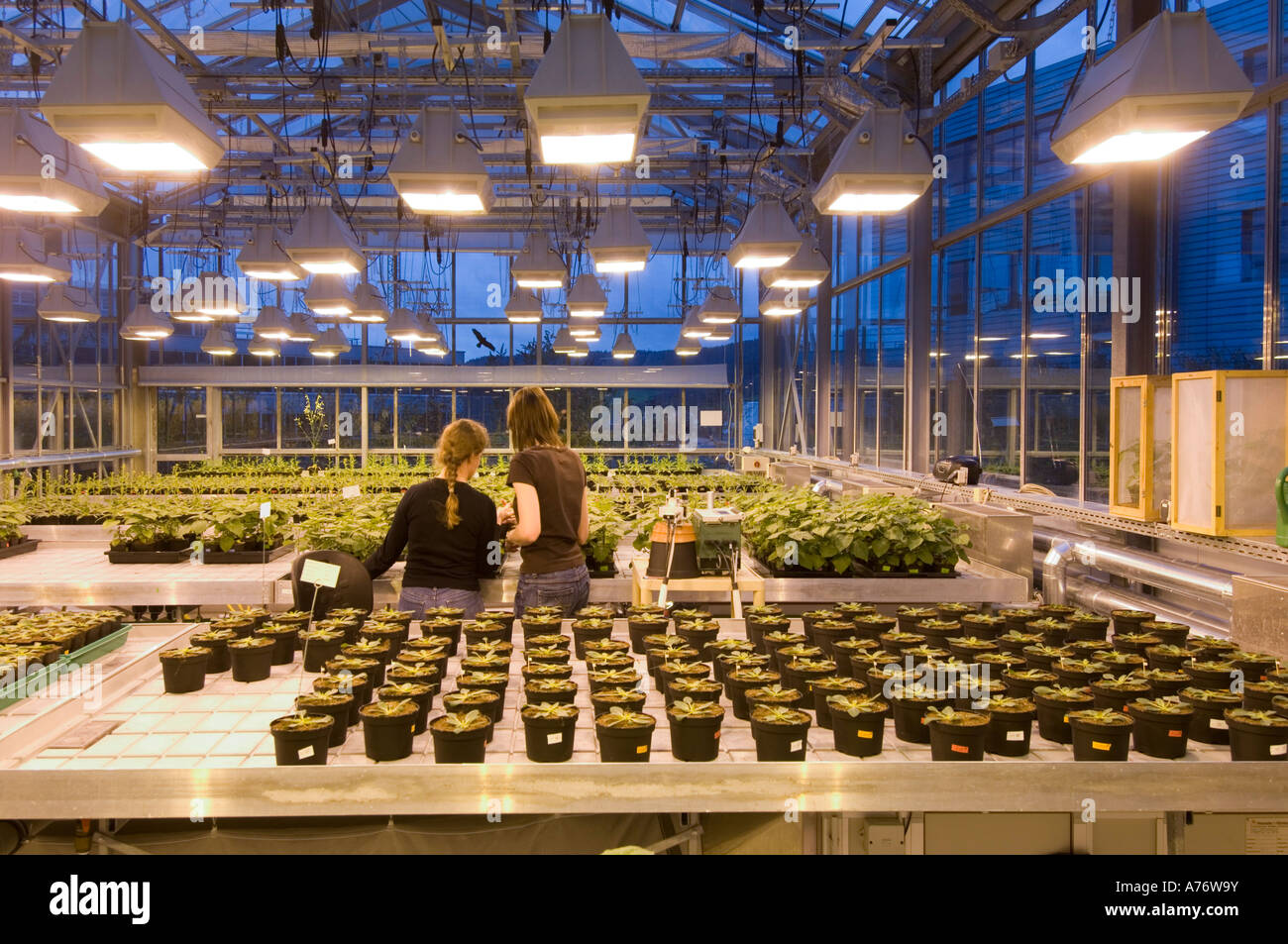 Research in greenhouse, Max-Planck-Institute of Chemical Ecology, Jena, Thuringia, Germany Stock Photo