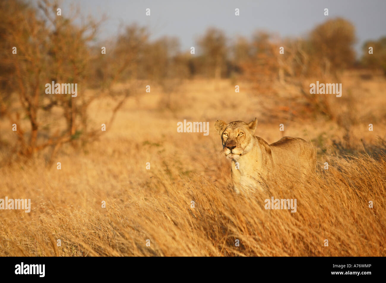 Female lion in high grass, Krueger national park, South Africa, Africa Stock Photo