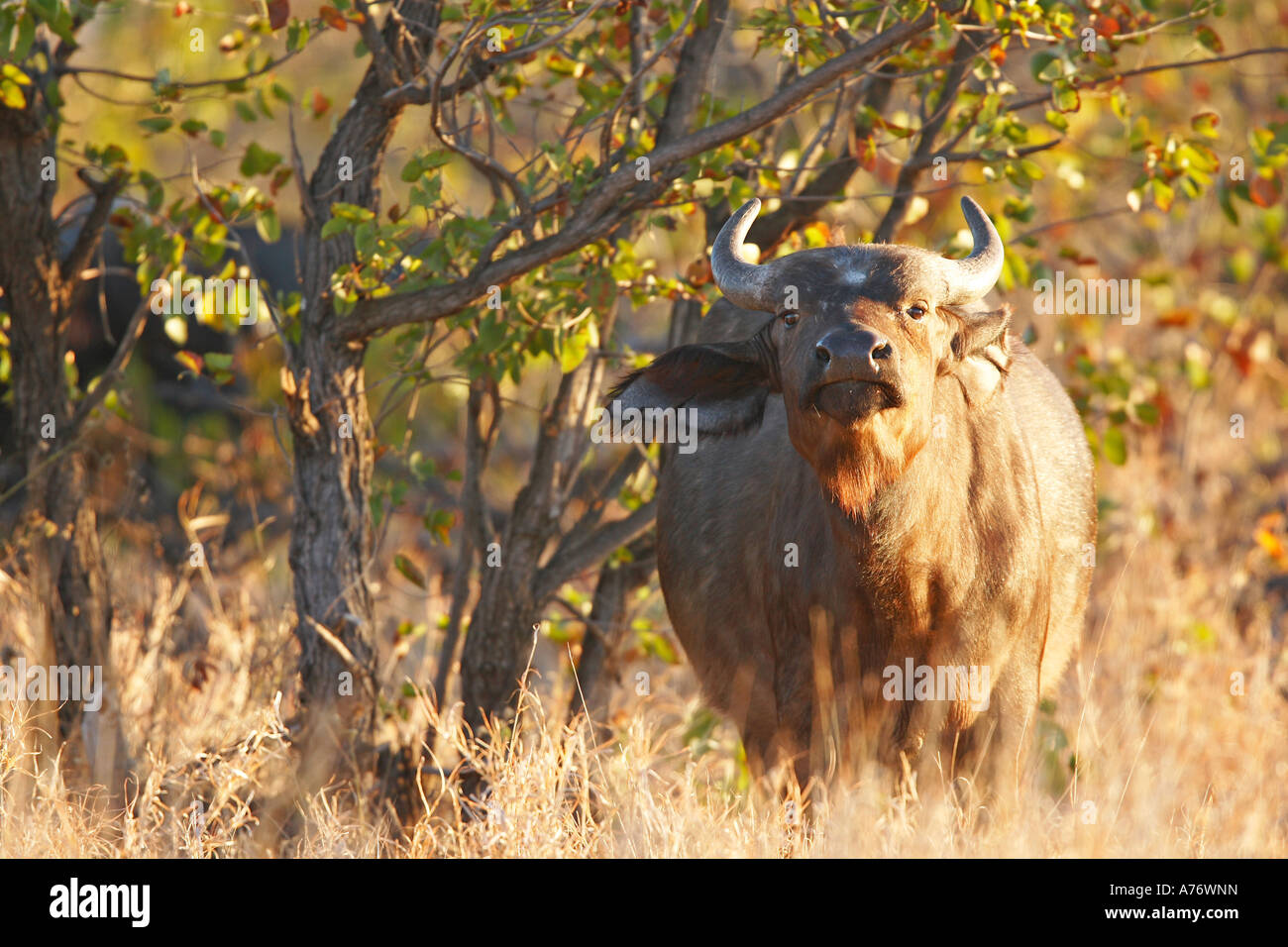 Sniffing Kafffern buffalo, Krueger national park, South Africa, Africa Stock Photo