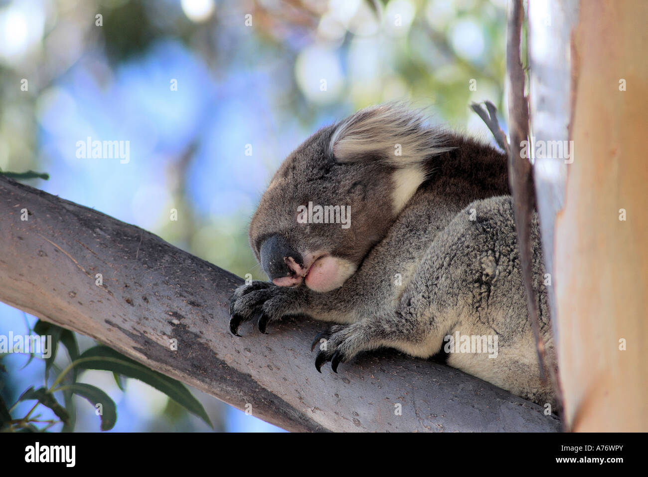 Koala in Australia Stock Photo