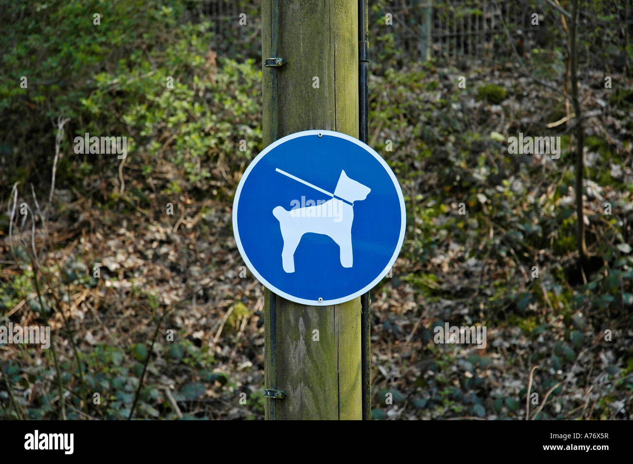 Keep dogs on a leash, sign Stock Photo Alamy