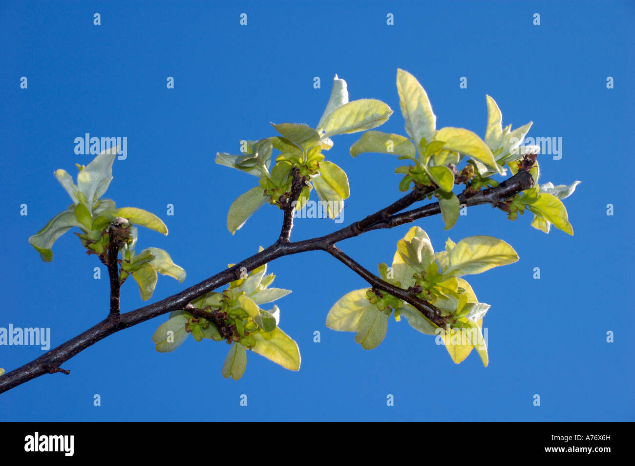 Flowering Quince tree - Cydonia oblonga Stock Photo