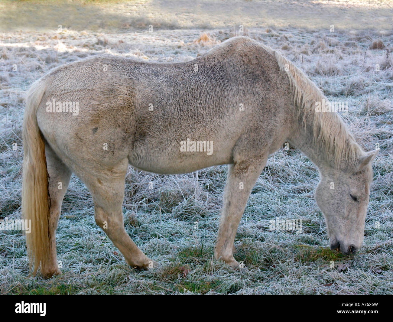 Horses on a frozen meadow Stock Photo