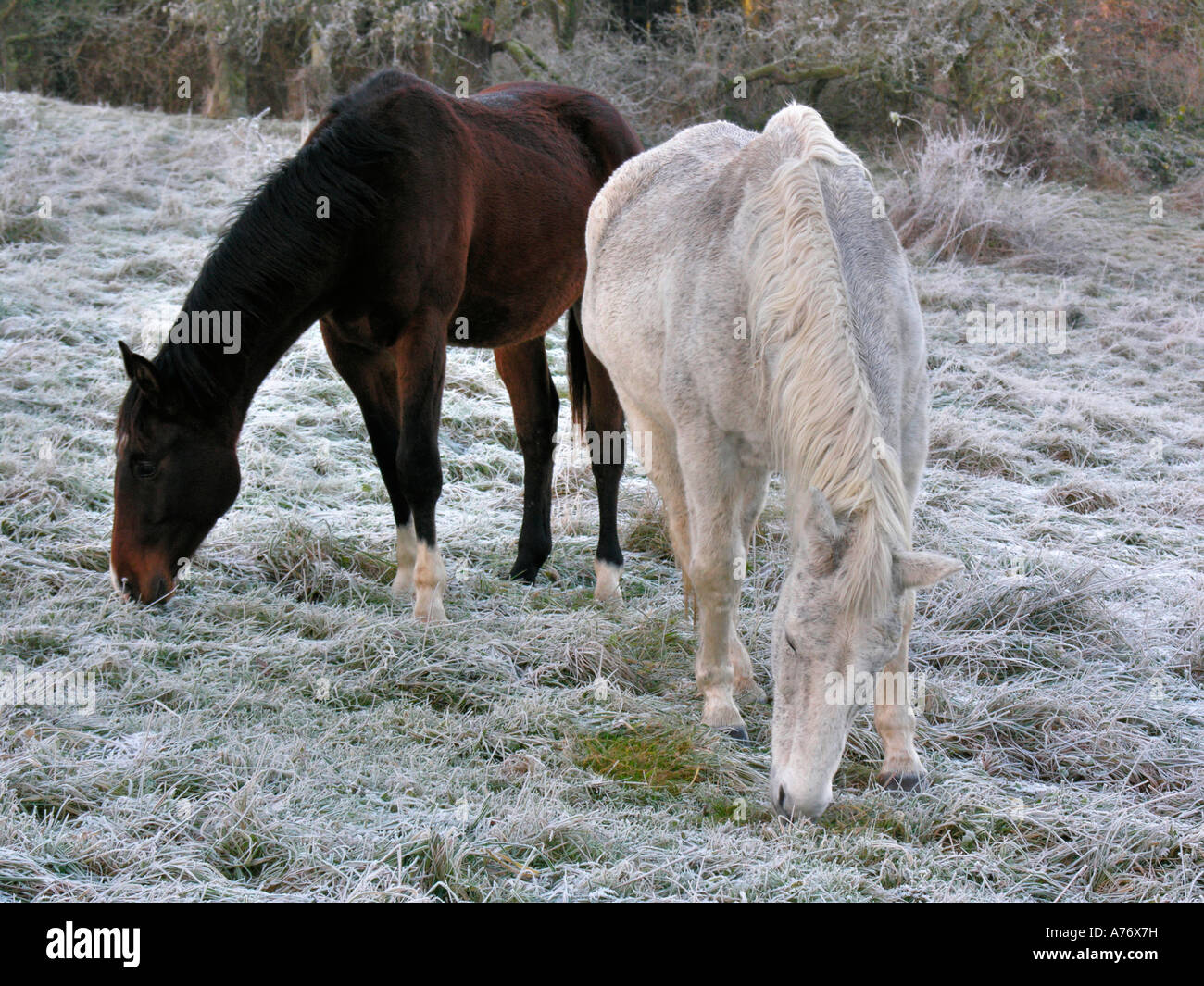 Horses on a frozen meadow Stock Photo