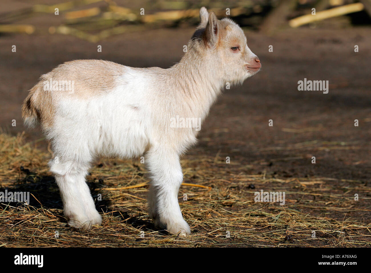 Young domestic goat (Capra hircus) Stock Photo