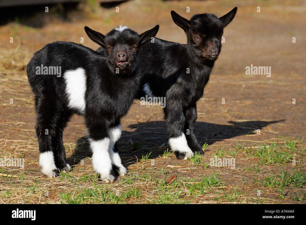 Young domestic goats (Capra hircus) Stock Photo