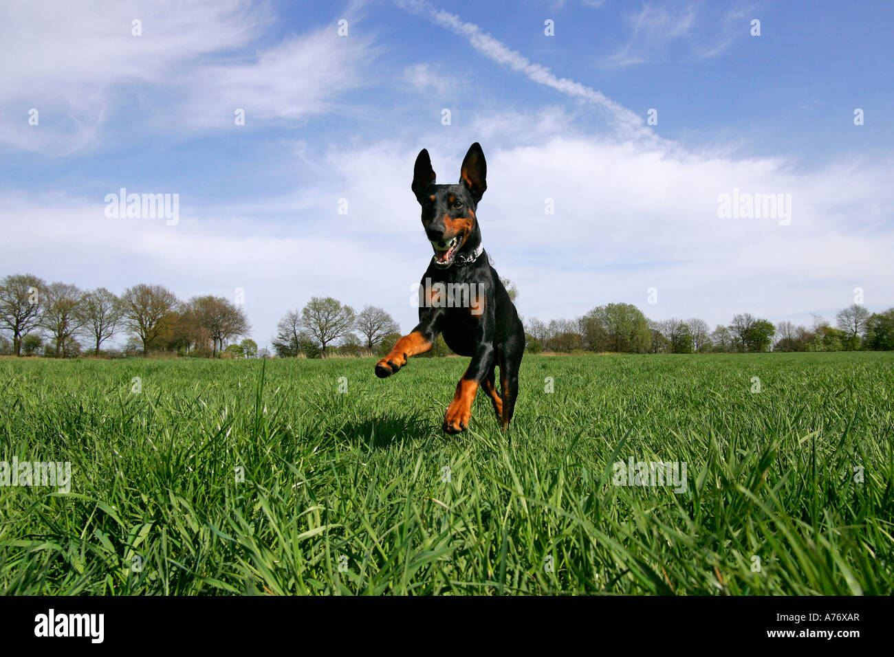 Running doberman pinscher - doberman - male - domestic dog Stock Photo