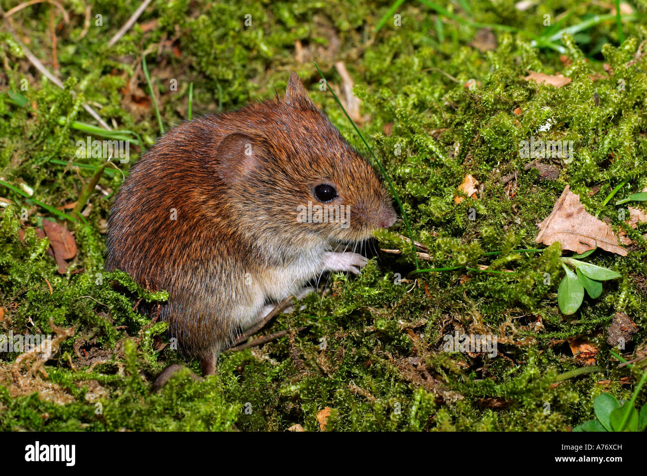 Bank vole - mouse - (Clethrionomys glareolus) (Myodes glareolus) Stock Photo