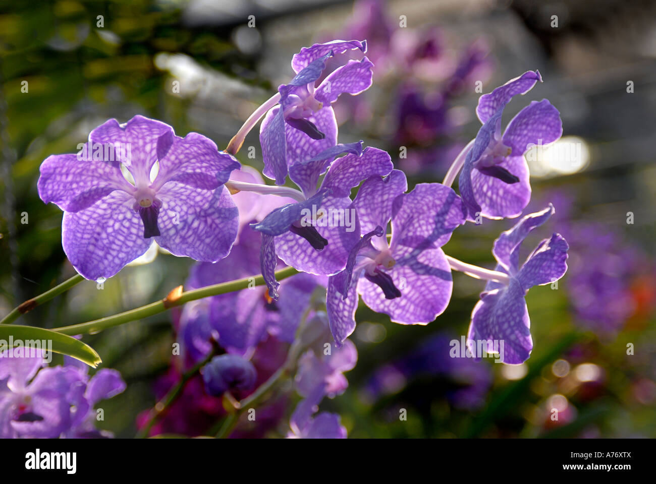 Thai orchids Thailand Stock Photo - Alamy
