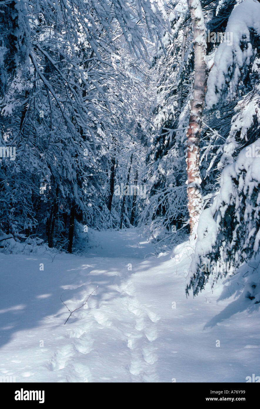 Forest Trail Nicolet National Forest near Mountain Wisconsin Stock Photo Alamy