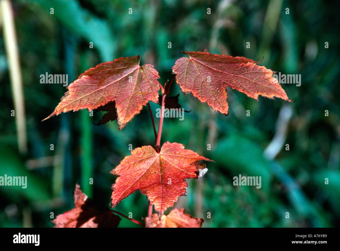 Changing leaves in early hi-res stock photography and images - Alamy