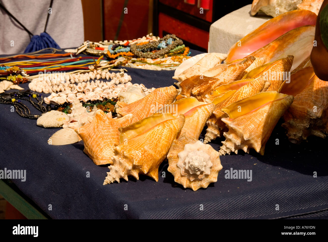 Conch shells souvenirs hires stock photography and images Alamy