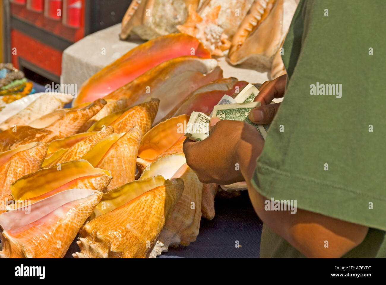 Cozumel Mexico San Miguel town seashells conch shell display Stock