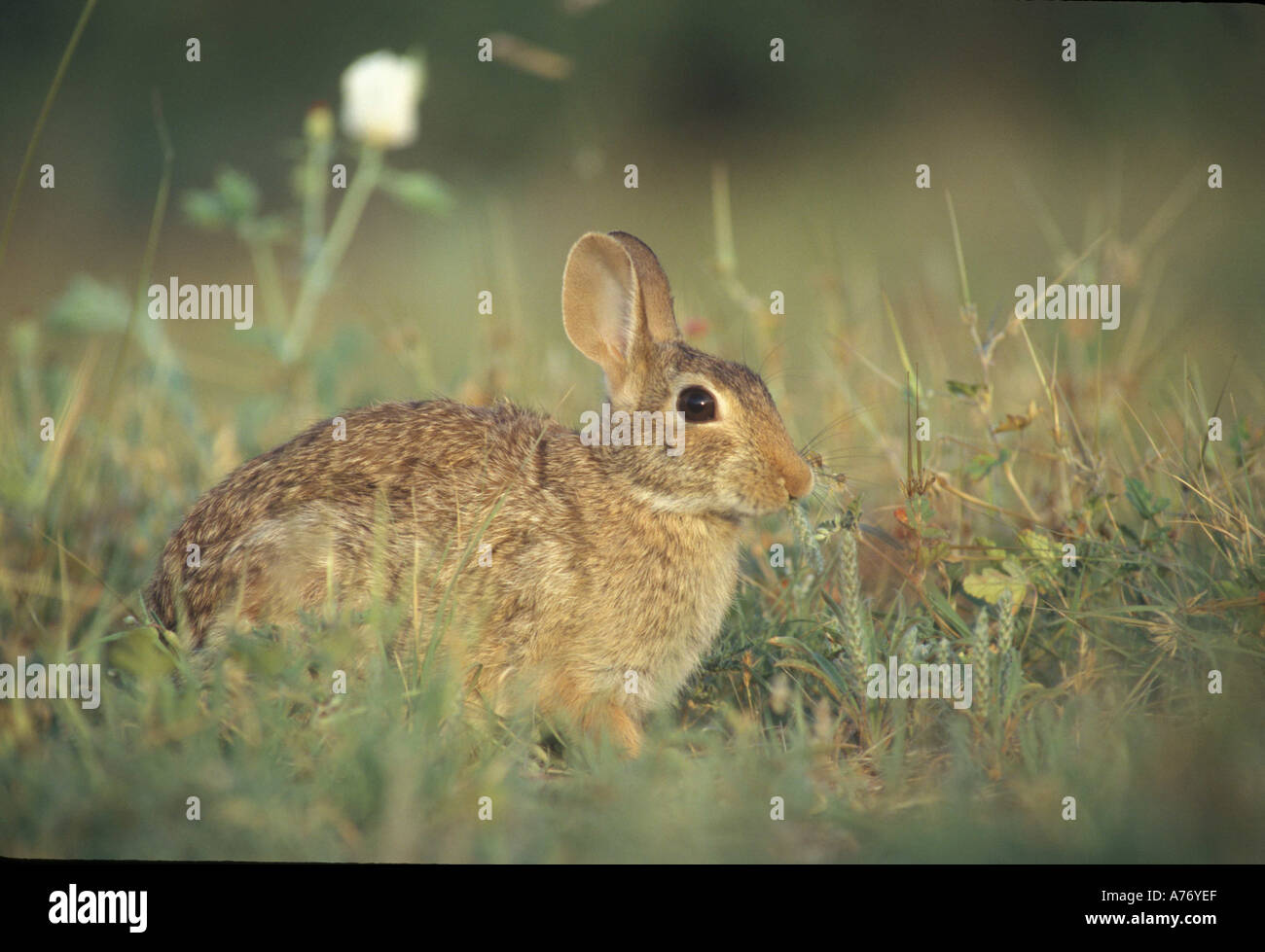 Cotton tailed rabbit Stock Photo - Alamy