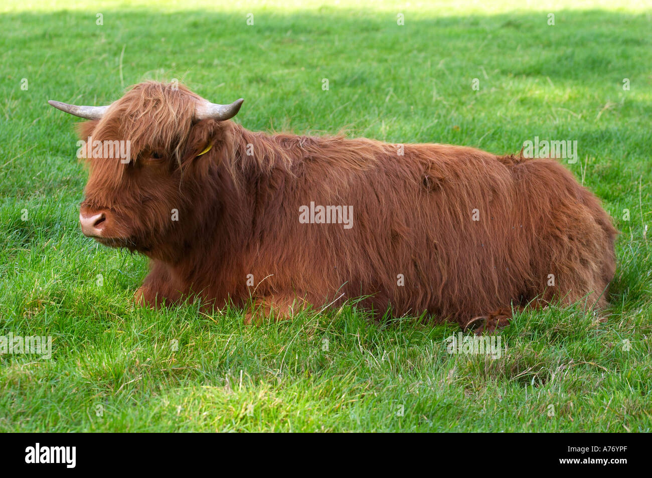 Scottish highland cow lying down hi-res stock photography and images ...