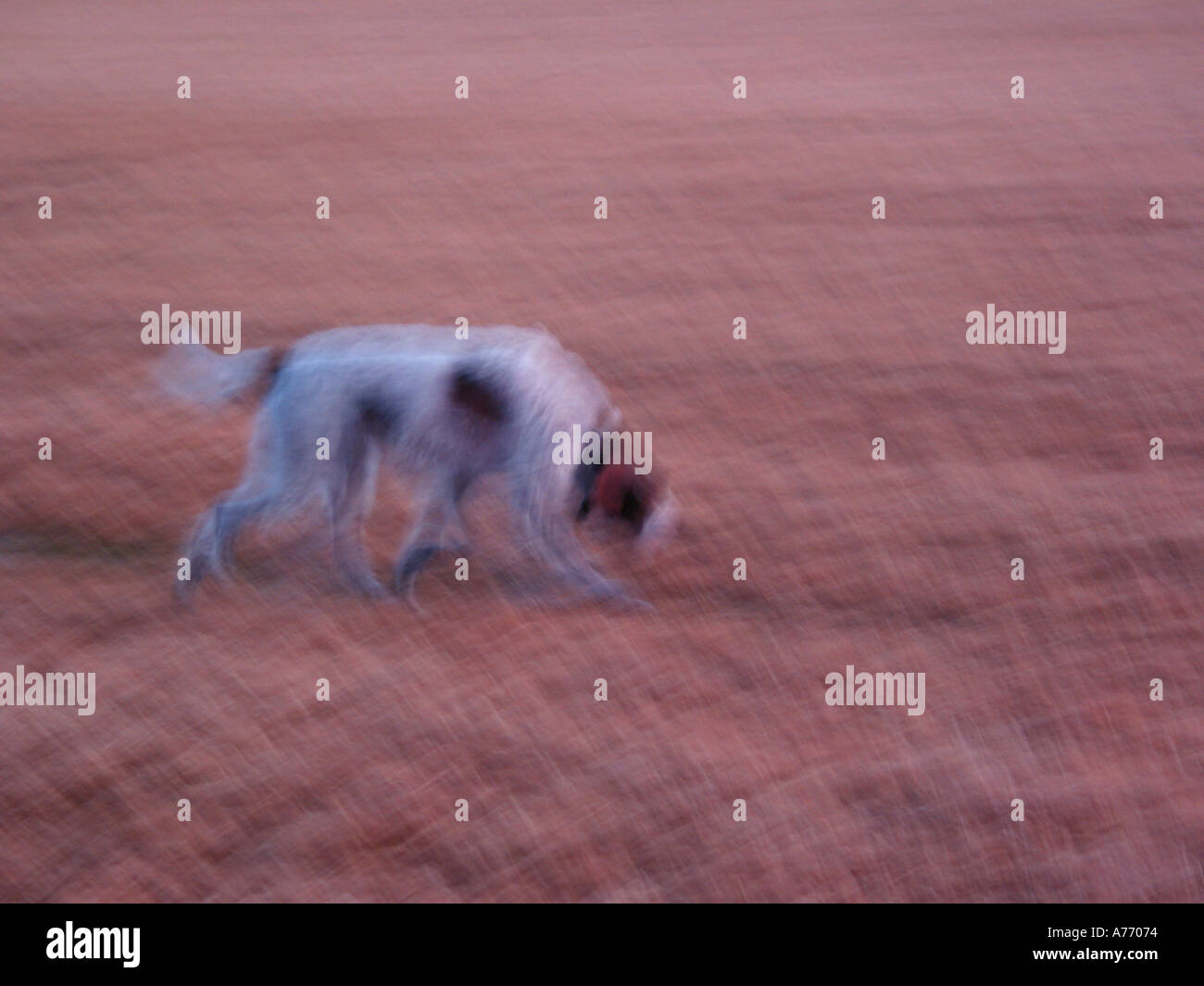 Dog and owner playing Stock Photo