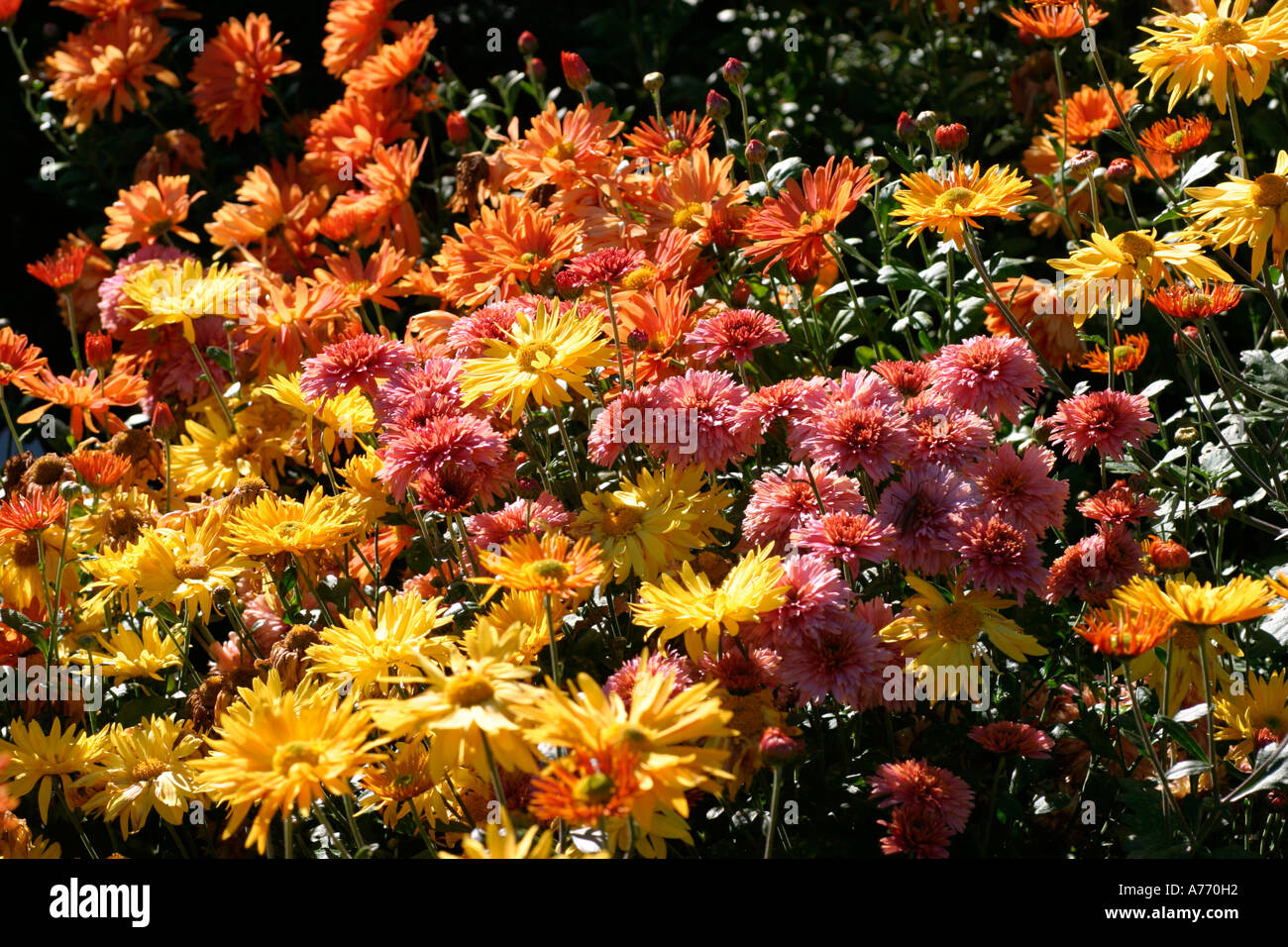 Chrysanthemums plant hi-res stock photography and images - Alamy