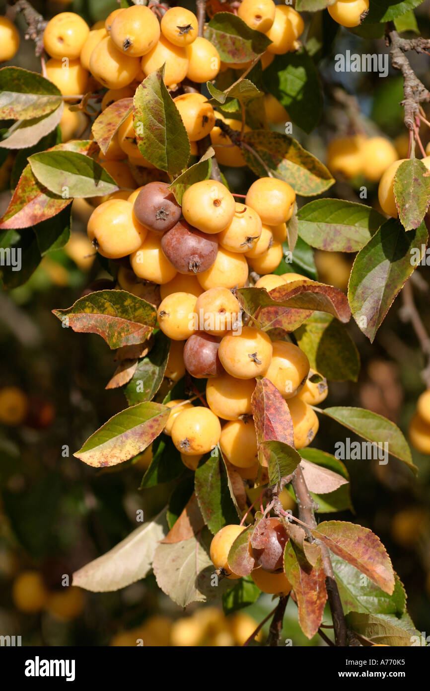 Malus x zumi Golden Stock Photo Alamy