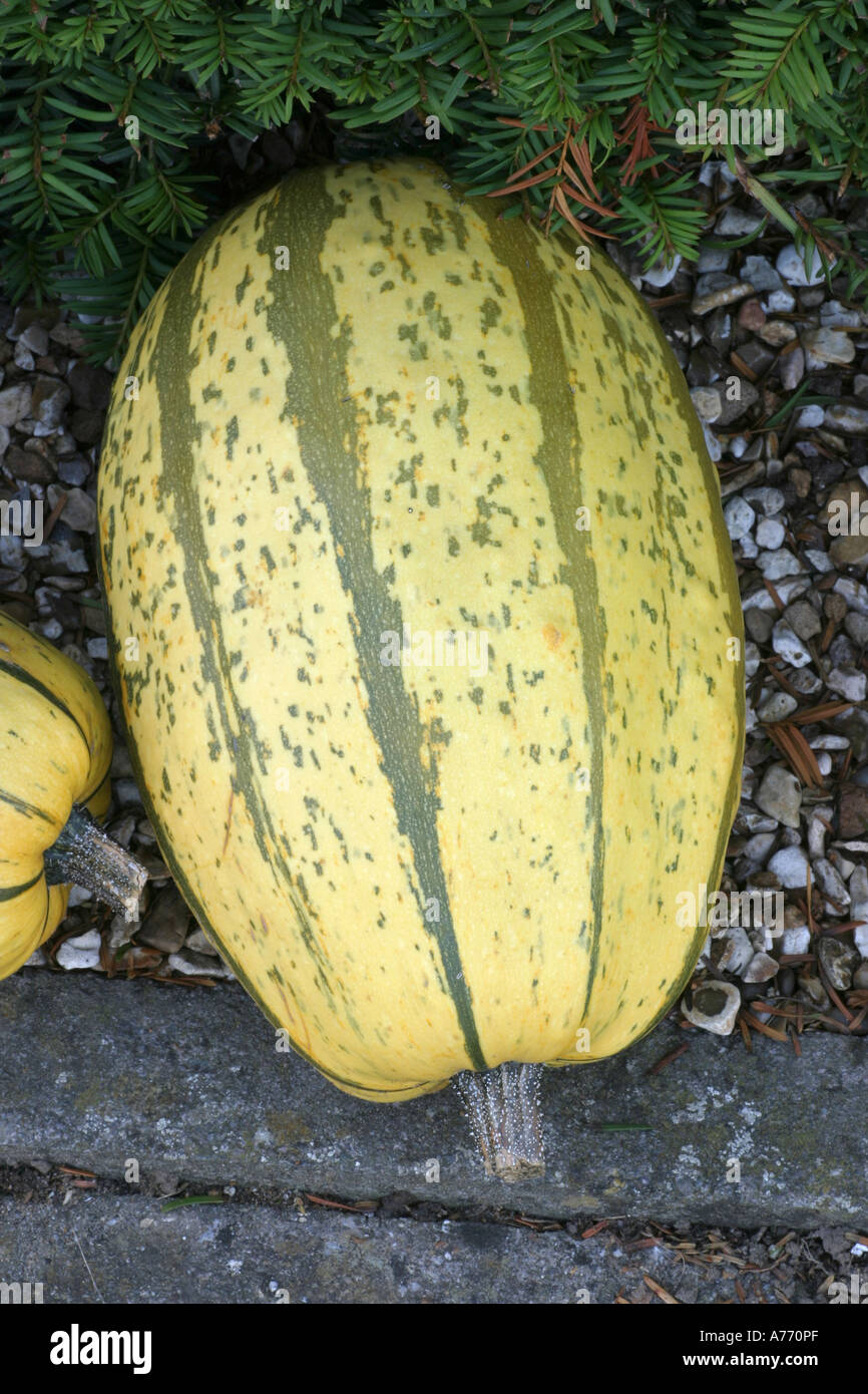 Squash Spaghetti Pyjamas Stock Photo