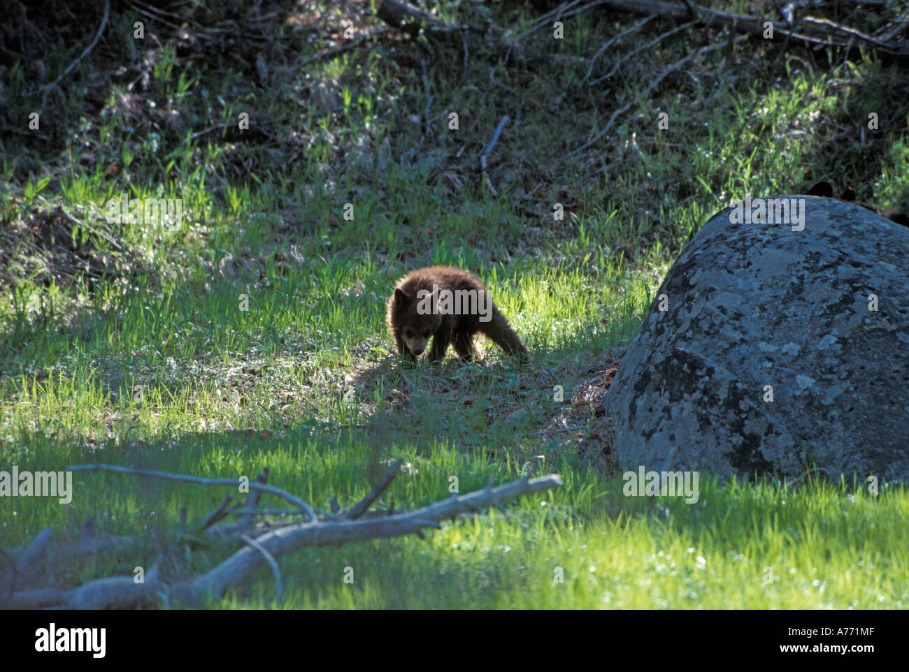 Black bear cub Stock Photo Alamy