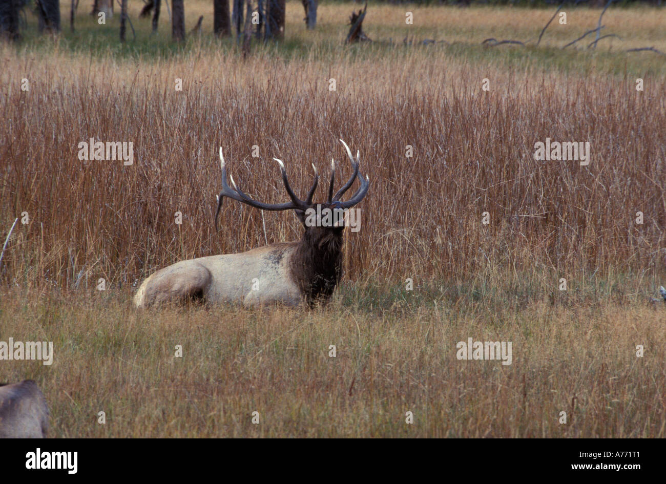 Elk bugling in Yellowstone Stock Photo Alamy