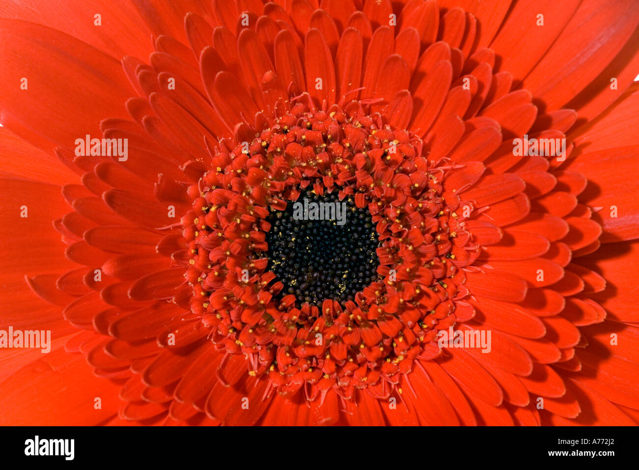 Macro image of the head of a gerbera (Gerbera lanuginosa). Stock Photo
