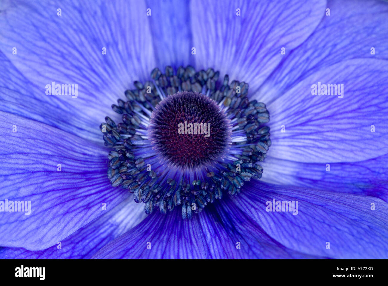 Close up macro image of the head of an anenome plant - Ranunculaceae family. Stock Photo