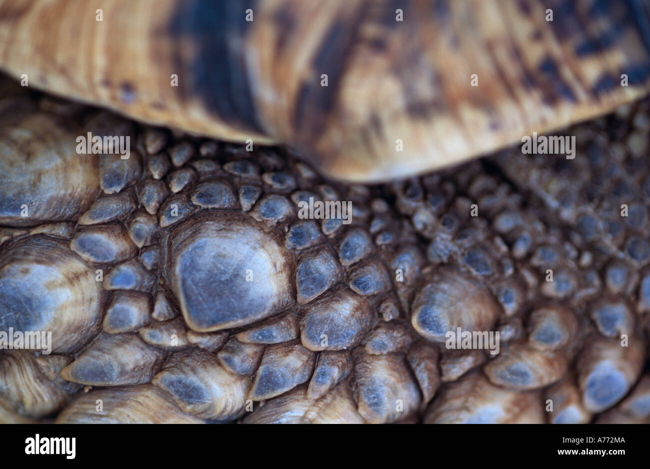 Testudo. Scales of Tortoise. Lamu Island, Kenya. Stock Photo