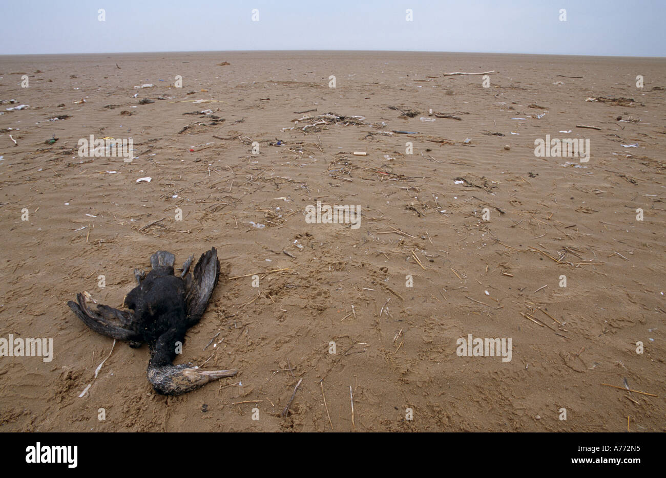 Dead Phalacrocorax carbo. Cormorant on Formby beach, Sefton Coast, England. Stock Photo