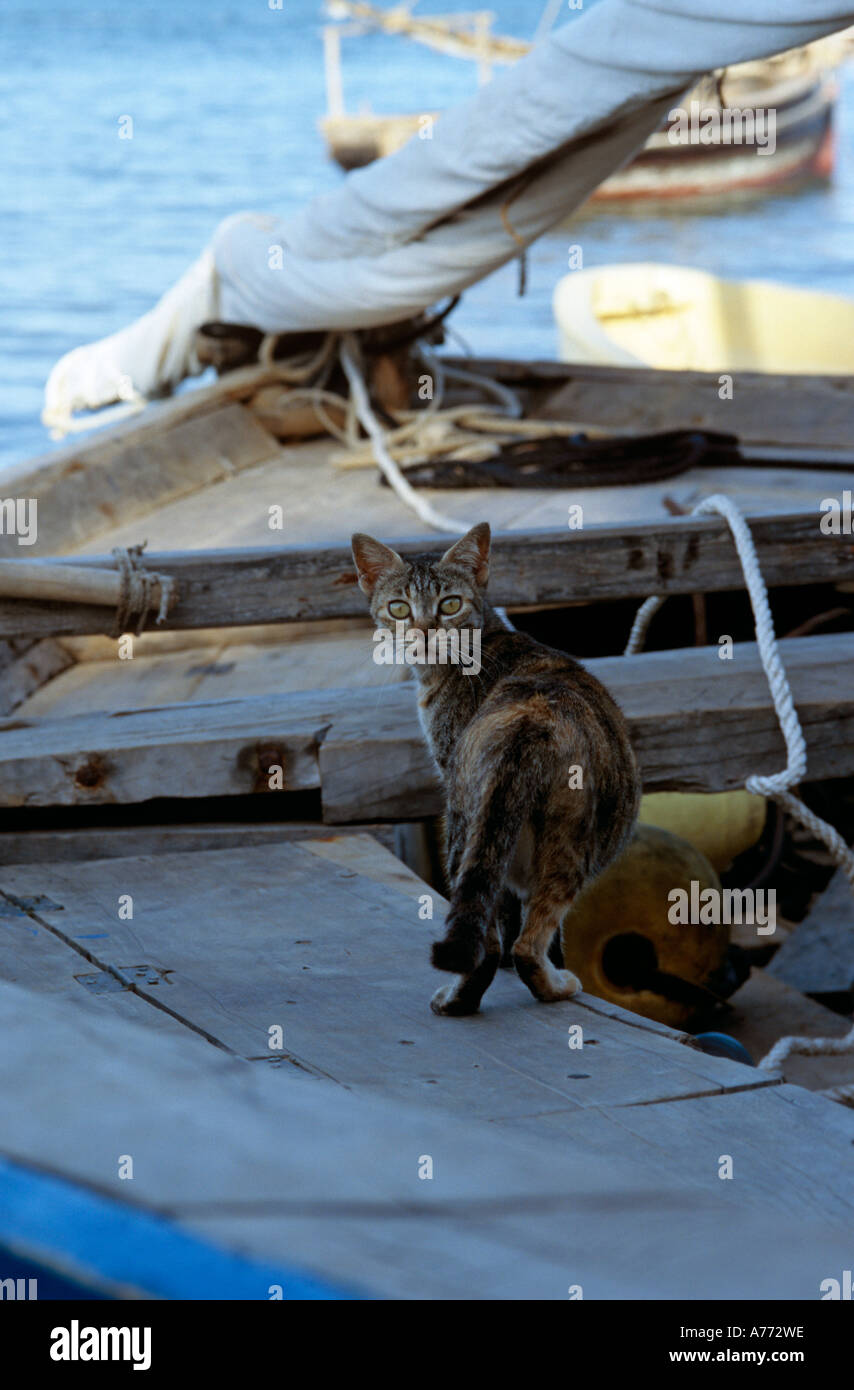 Feral cat. Felis catus. Lamu Island, East coast, Kenya Stock Photo Alamy