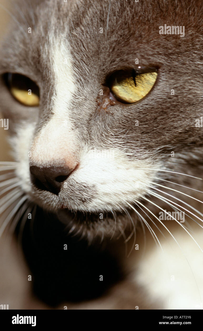 Nairobi portraits hires stock photography and images Alamy