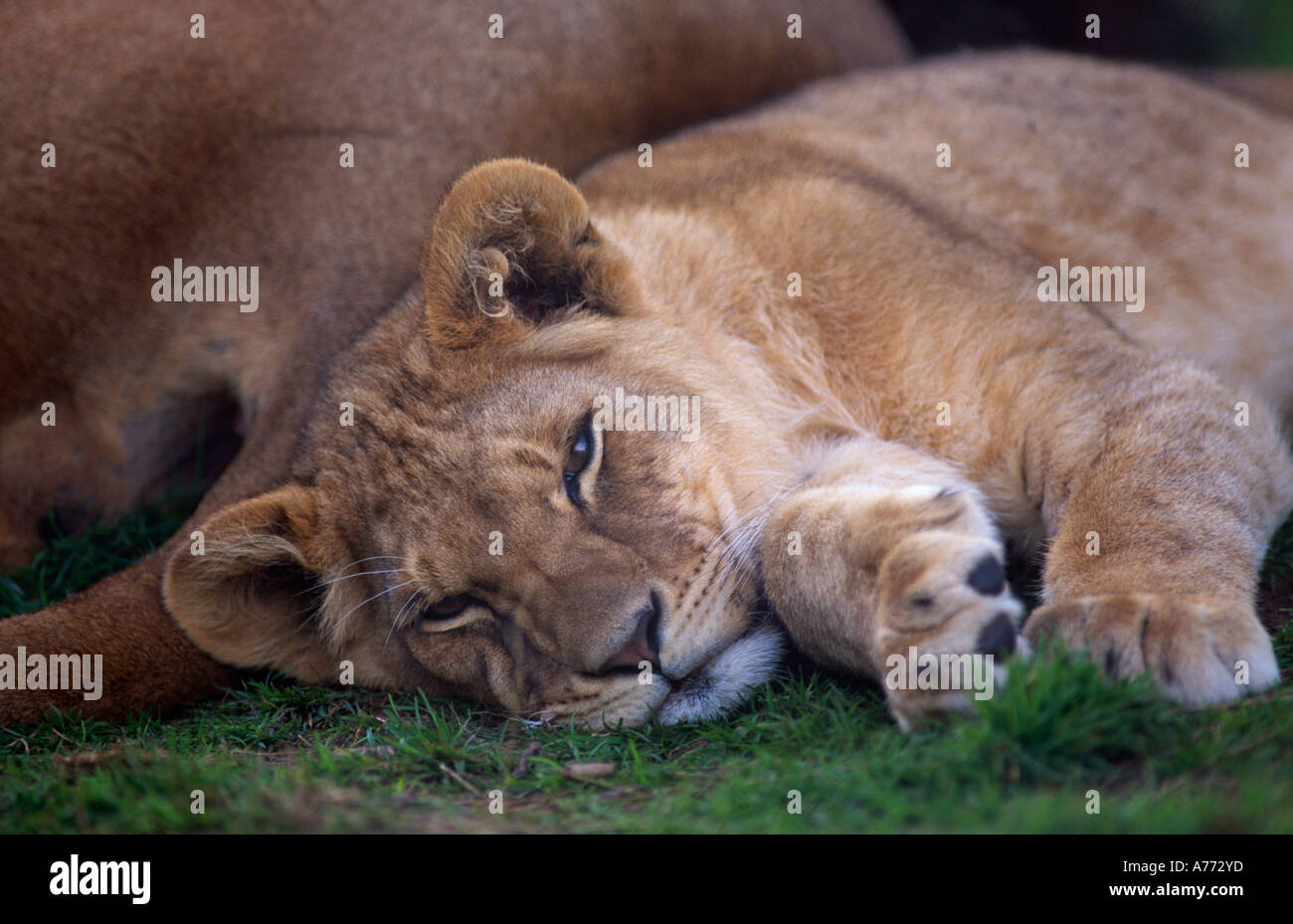 Panthera leo. Captive lion cub, England. Stock Photo