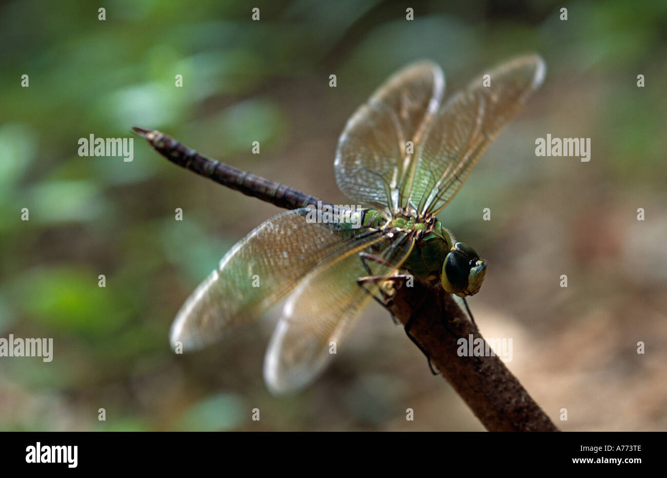 Dragonfly. England. Stock Photo
