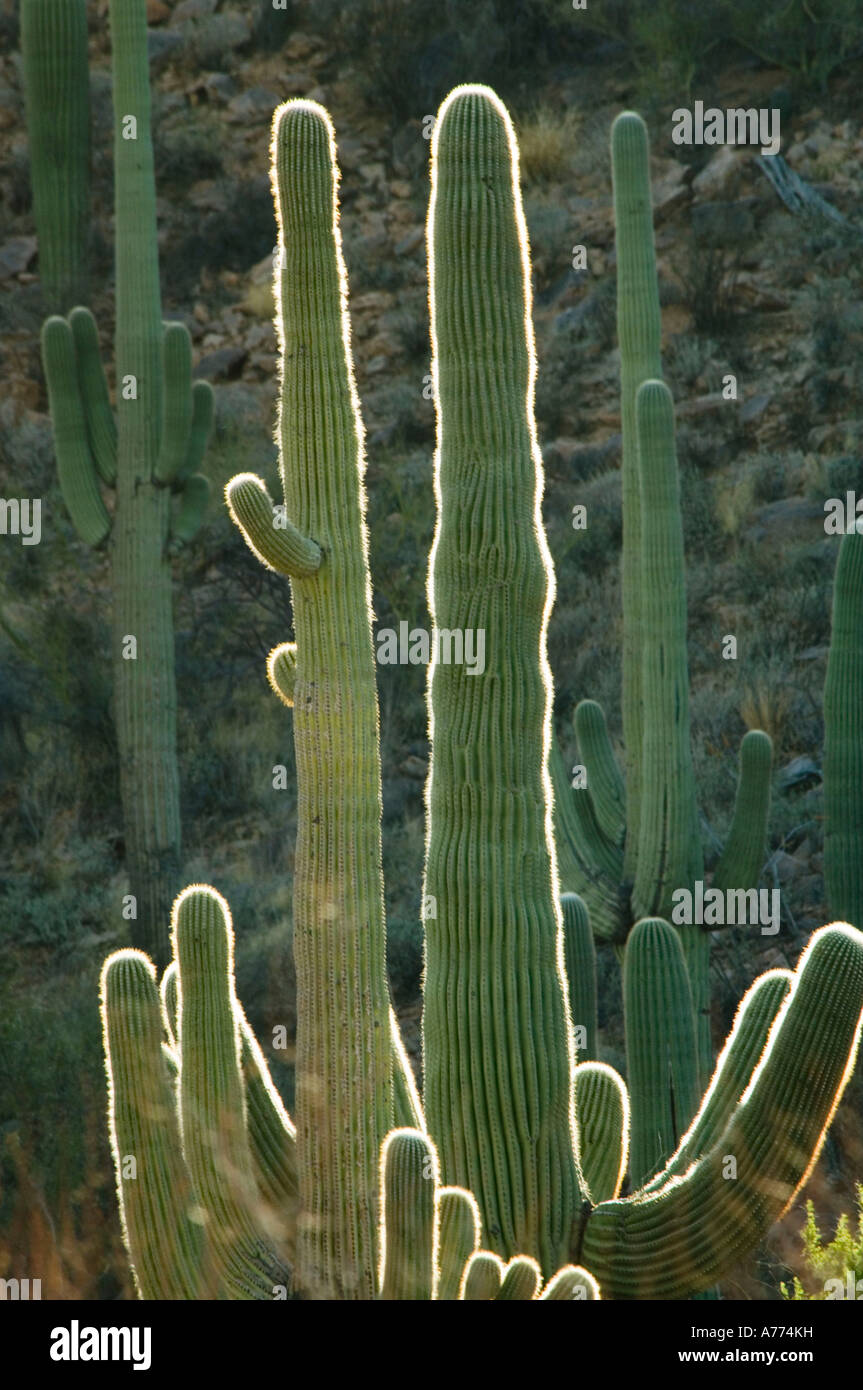 Backlit saguaro cacti Carnegiea gigantea Saguaro National Park - Arizona - USA Stock Photo