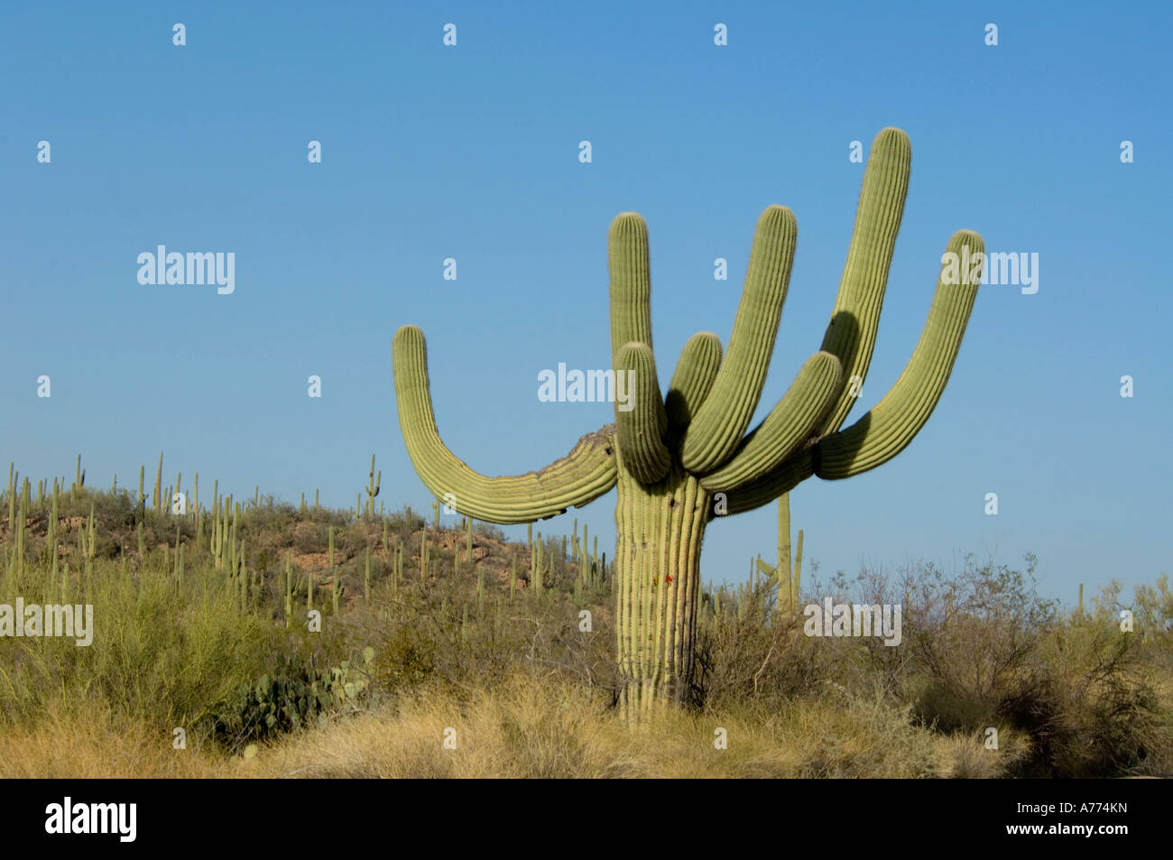 Saguaro cacti Carnegiea gigantea Saguaro National Park - Arizona - USA Stock Photo