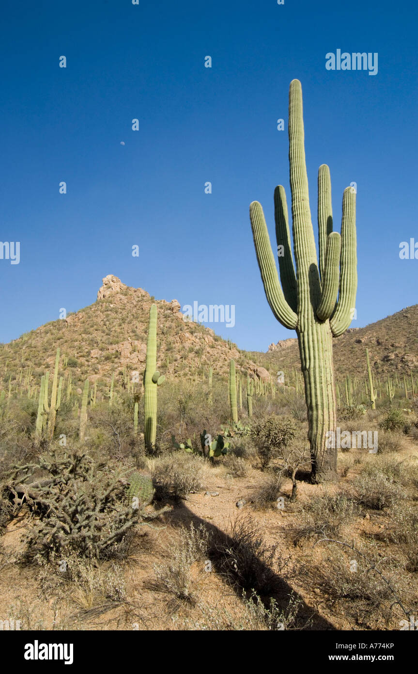 Saguaro cacti  Carnegiea gigantea Saguaro National Park - Arizona - USA Stock Photo